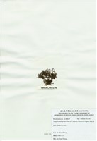 藏品(球枝藻)的圖片